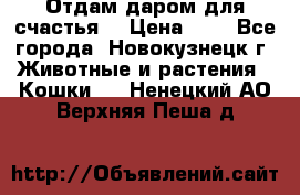 Отдам даром для счастья. › Цена ­ 1 - Все города, Новокузнецк г. Животные и растения » Кошки   . Ненецкий АО,Верхняя Пеша д.